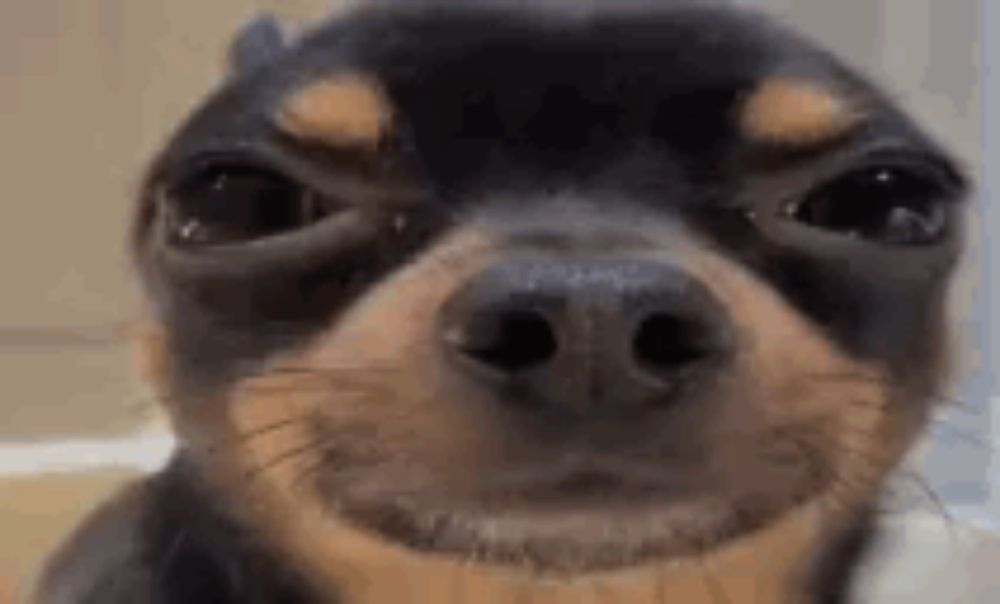 Chihuahua Roflan GIF