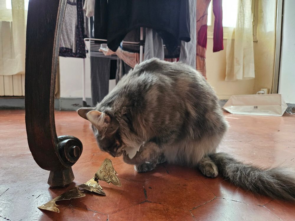 Un chat gris mord et déchire une couronne en papier. 