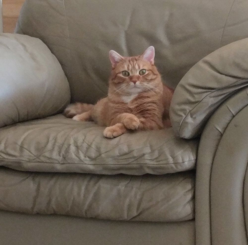 Rebel the ginger tabby cat is sitting in a taupe leather chair. His front paws are crossed in a gentlemanly fashion. He's staring directly at the camera. 