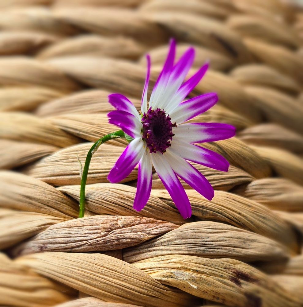 A stylized macrophoto I took of a small pericallis flower sticking up out of the woven beige fibers of a basket. The flower has long, thin petals with magenta ends and brilliant white inner halves. The centre is a deep, ruffled purple. The fibres of the basket are mostly blurred, but the ones in the centre are highly textured and worn with use.