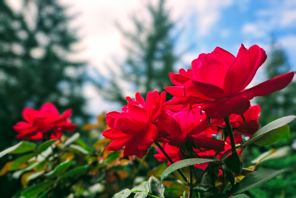 A photo I took of multiple red roses, still on the bush, in side profile. Blurred cloudy sky with some tall evergreen trees are in the background.