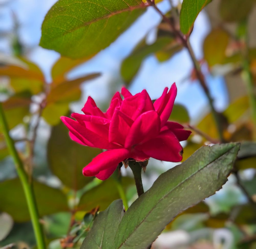 A photo I took of a brilliant red rose surrounded by the brown-tinted green leaves and thorned branches of its own bush, with sky in the distant background.