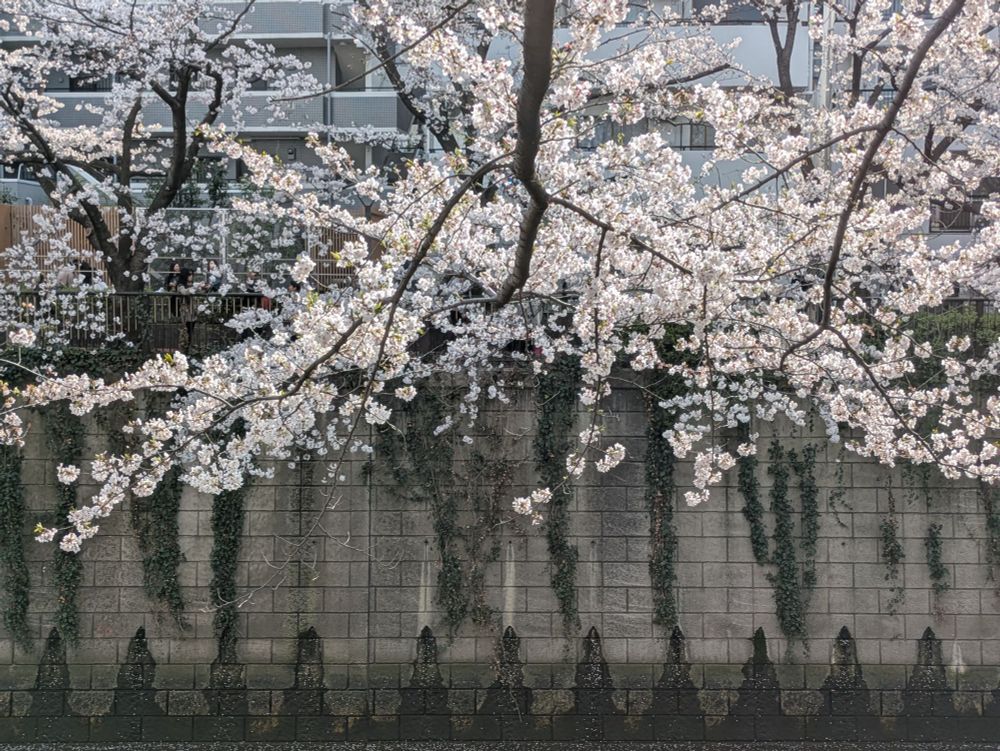 Sunlit white cherry blossoms over the Meguro River with a concrete embankment behind. 
