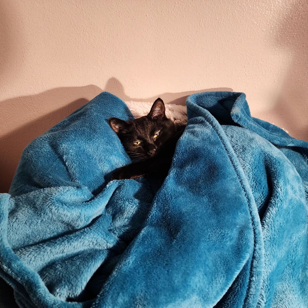 This is Roach, aka Skitty, aka Skroach, but more often known Literally Satan.