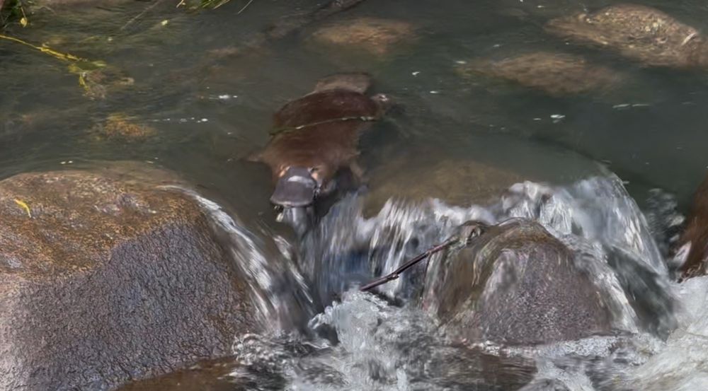 A photo of a platypus in a shallow fast-running rocky creek, poised to slide beak-first between two rocks and down a little drop.