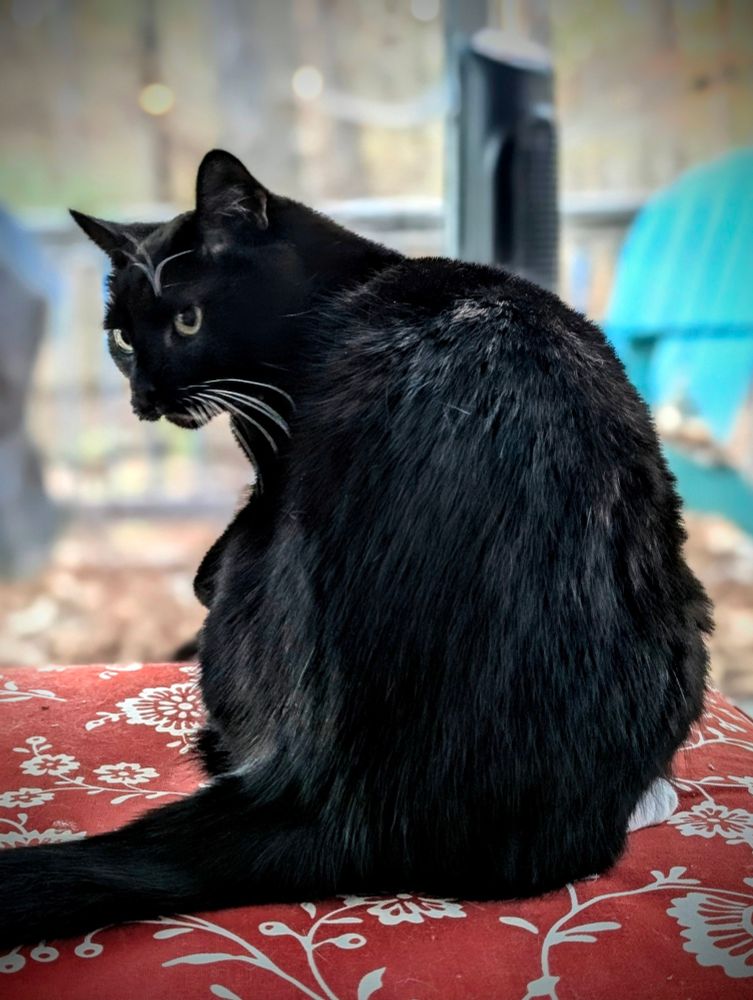 A mustache cat enjoying the morning sun. 
