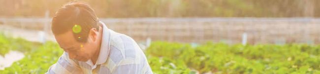 Image from OwlTing of a man in a field of crops