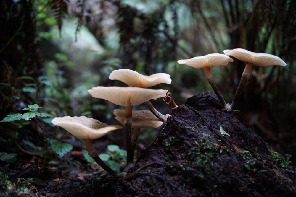 Fungi 