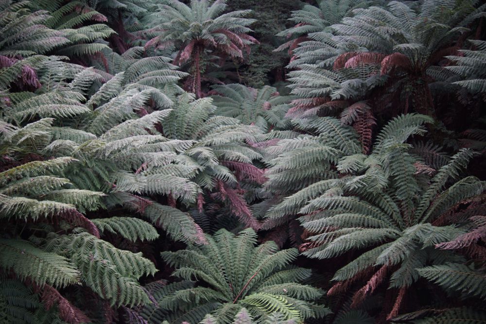 Giant ferns from above 