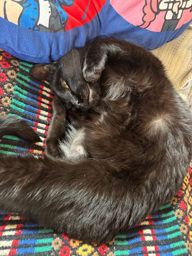 black cat with fluffy belly exposed