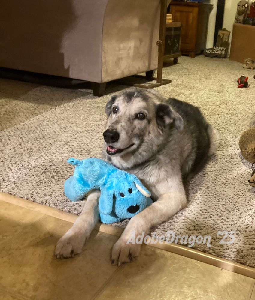 A dog, a gray and black shepherd mix, lays on the floor, dog-grinning into the camera, his favorite blue-dog toy on his front paws.