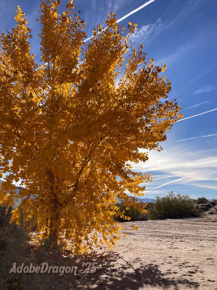Foreground: A Rio Grande cottonwood tree in golden fall color, growing in desert drainage canal. Background: A blue sky streaked with contrails.