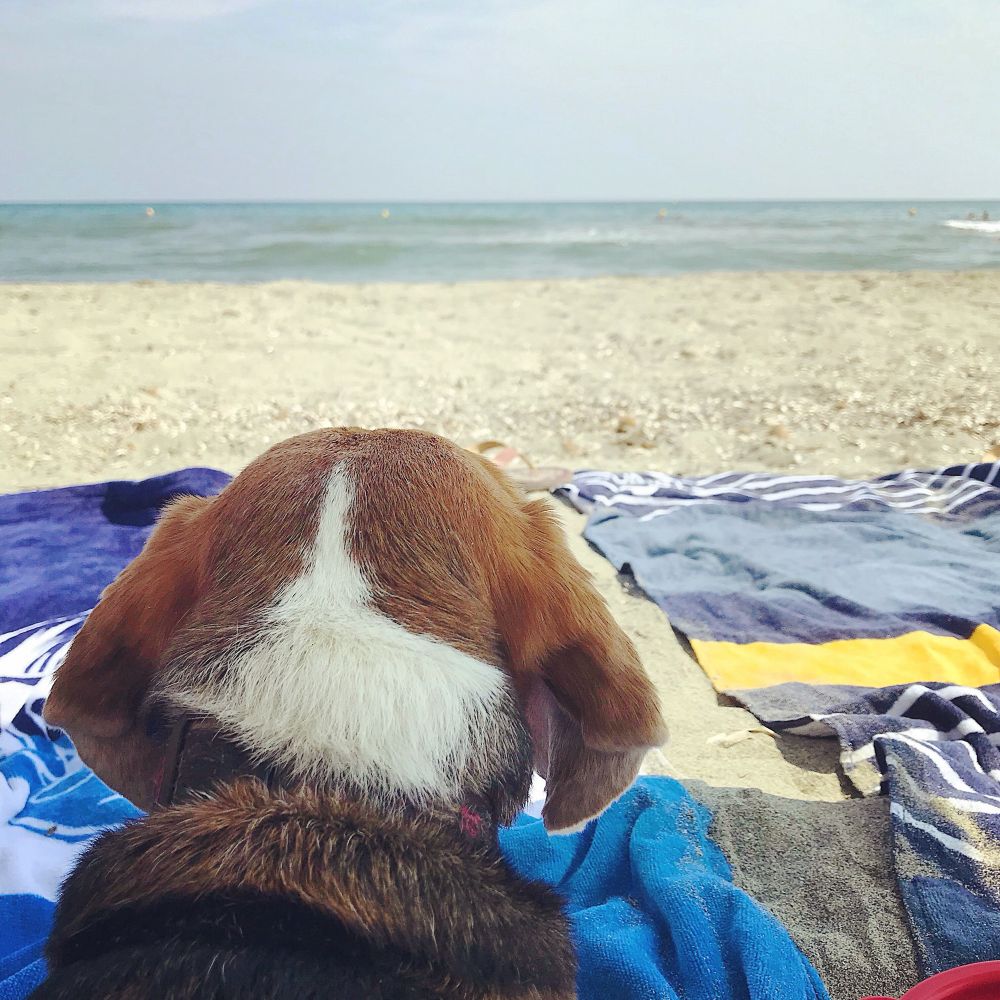 a beagle looking out at the Mediterranean and contemplating life 