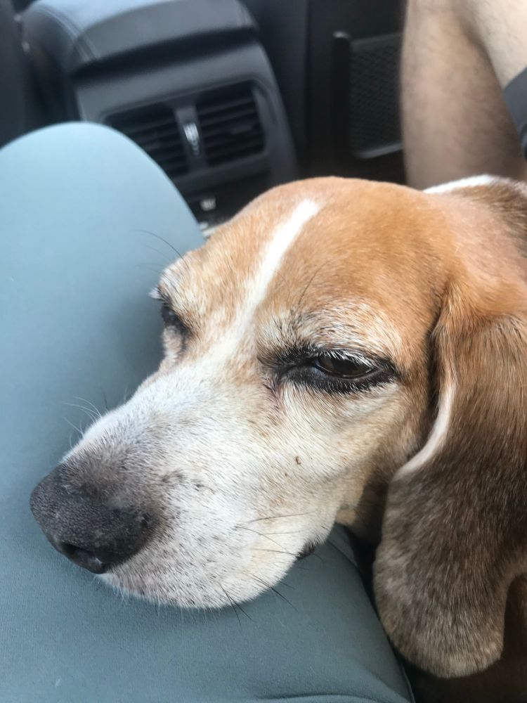 a beagle being very sleepy and using a human leg as a pillow while other humans chauffeur him around