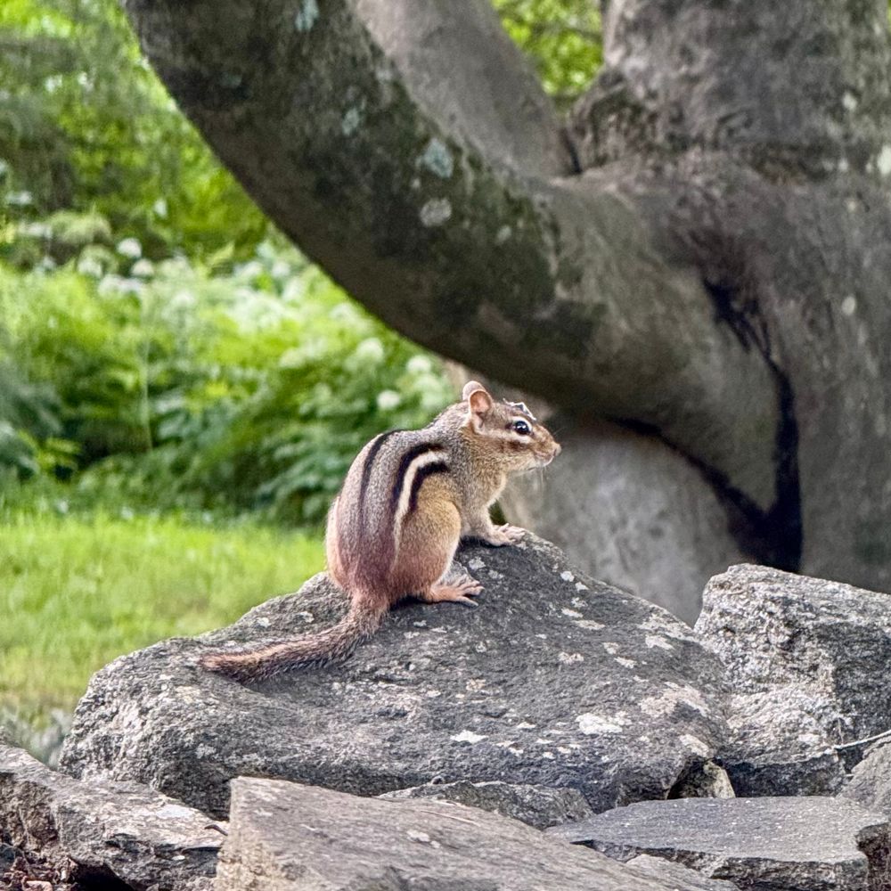 a chipmunk on a rock—Chip, or maybe Dale; hard to say without their distinctive and distinguishing outfits