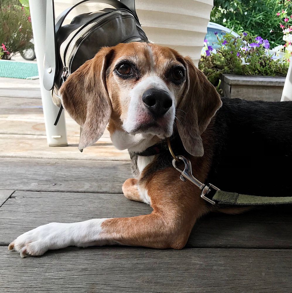 a beagle chilling under a café table, hoping someone will drop some food