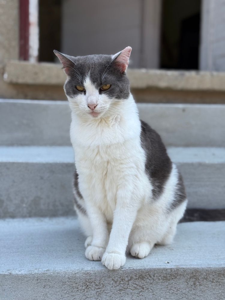 a gray and white cat sitting on the steps of a farm building; its penetrating gaze is weighing the worth of your soul