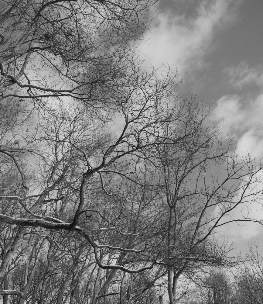 b/w image of winter bare trees reaching the sky