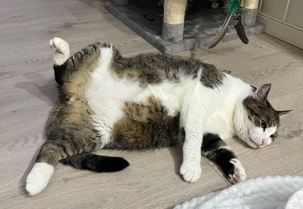 A cat laying on the floor with stomach showing and both back legs spread. He comfy af