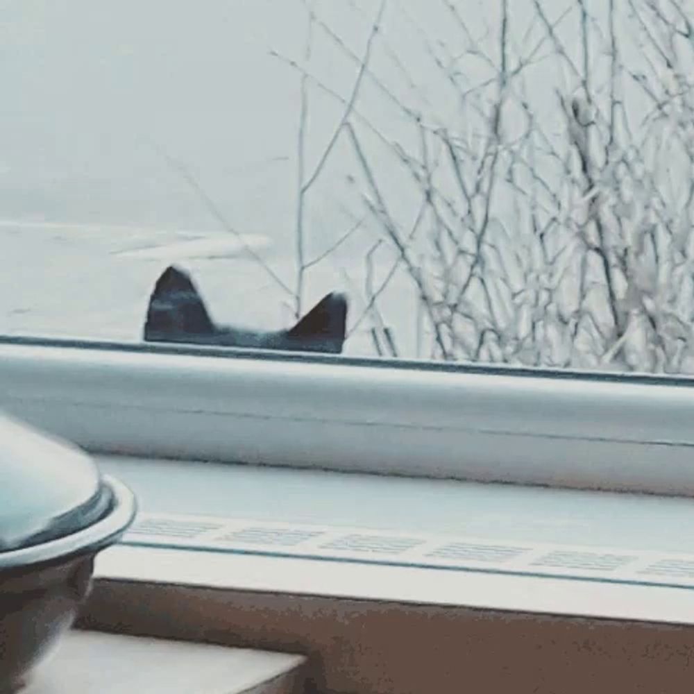 a bowl sits on a window sill with a cat looking out of the window