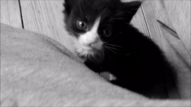 a black and white kitten is sitting on a blanket