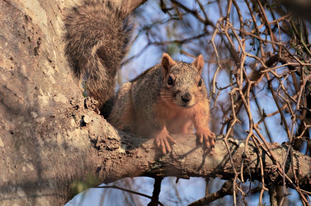 a squirrel in a tree looks this way