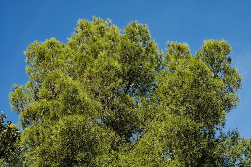 A lush green tree top against a very blue sky