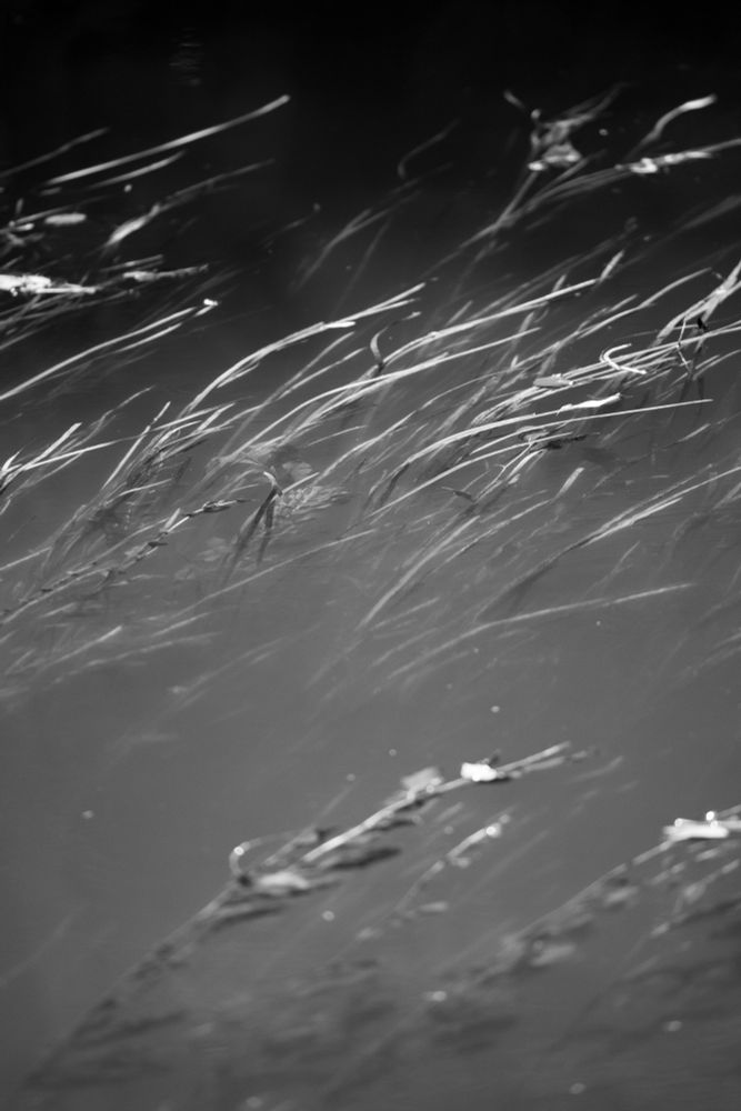 Photo format portrait, en noir et blanc d'un...
Vous voulez vraiment que je vous redise qu'il s'agit d'un cours d'eau avec des plantes que l'on voit à travers ?
Bon, OK.
C'est une photo d'un cours d'eau en vue reserrée avec des plantes (des sortes d'algues j'imagine) que l'on voit monter d'un fond rendu invisible par l'opacité épaisse de l'eau, et qui affleurent à la surface en effectuant une jolie courbe qui suit le cours d'eau.
La partie haute de l'image est noire. La partie centrale est claire, grâce aux rayons du soleil qui percent à travers les arbres qui sont... au-dessus du cours d'eau oui, je vois que vous suivez.
En bas de l'image, on retrouve un côté un peu plus sombre, mais bien loin de l'effet nuit du haut.
