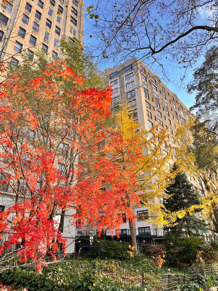 A red Japanese maple and a yellow ginkgo showing off their colors in front of some buildings