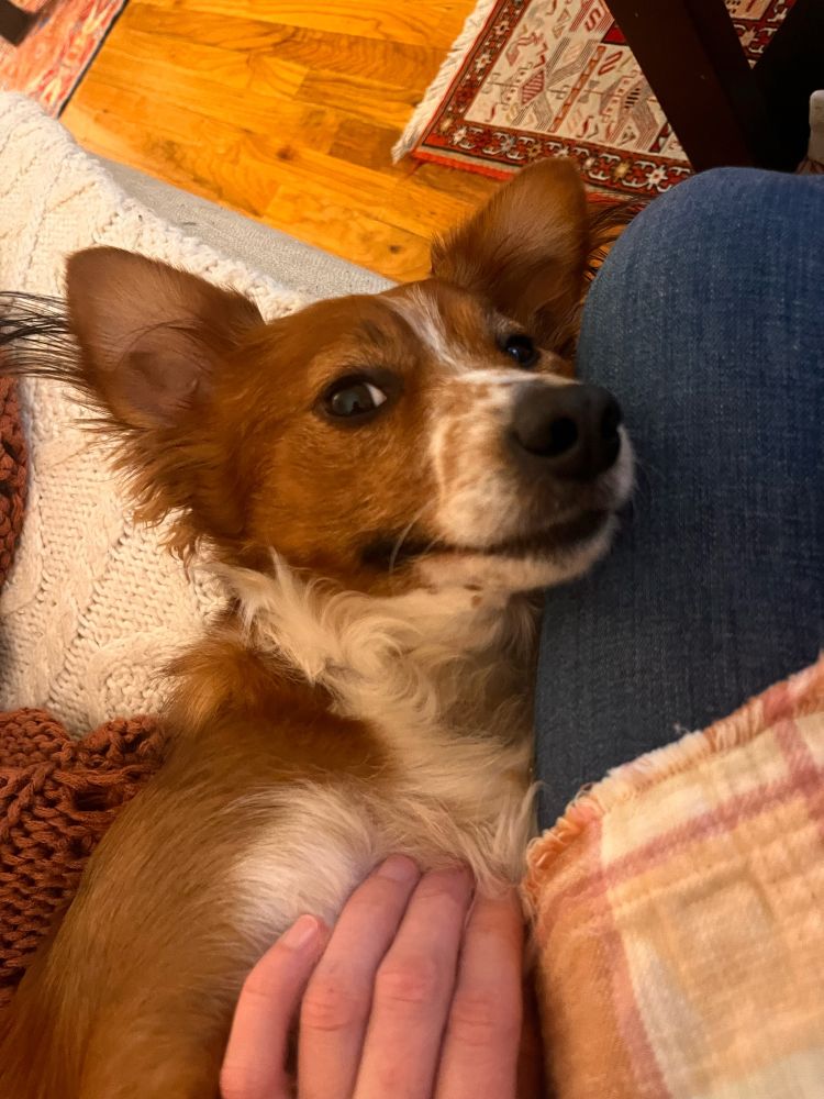 A brown and white dog with a freckled snoot resting on his owners leg for some pets