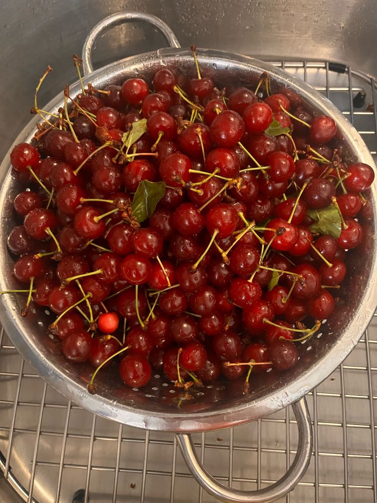 The haul of sour cherries, freshly washed in a colander