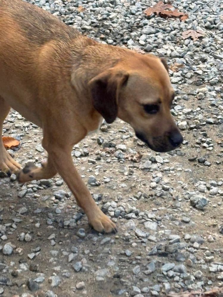 My dog Ruby looking sad because she knows her walk is almost over.