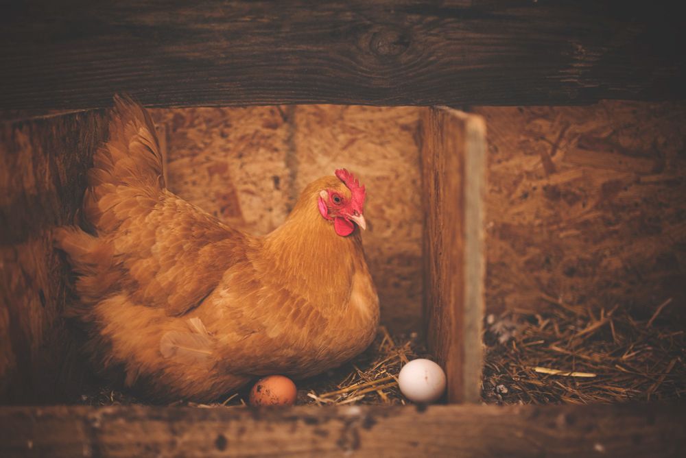 A brown chicken sitting on a brown egg in a box laid with straw.