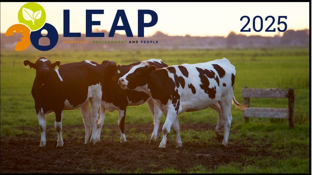 Three black and white cows stand in a field with the light behind them. In the top left corner of the picture is a logo which reads LEAP: livestock, environment and people. In the right hand corner is the date 2025