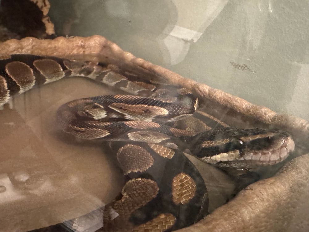 Ball python submerged in a water bowl with her nose sticking out