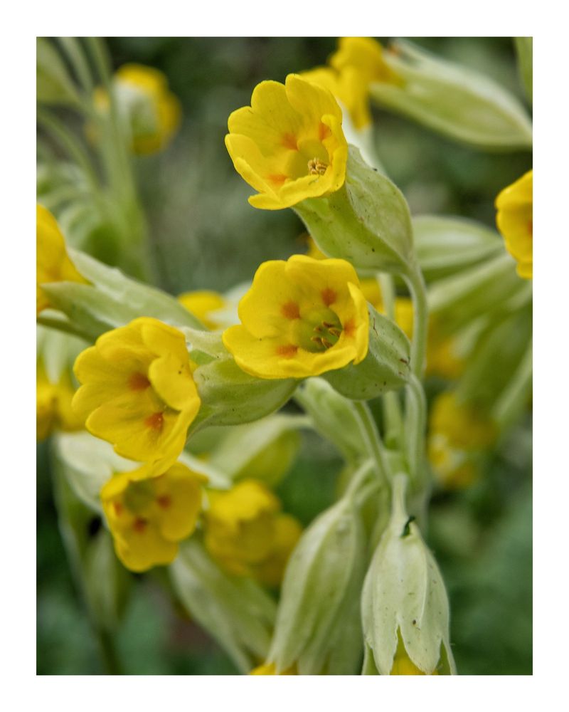 Fleur de primevères officinales ou vraie appelées aussi coucous