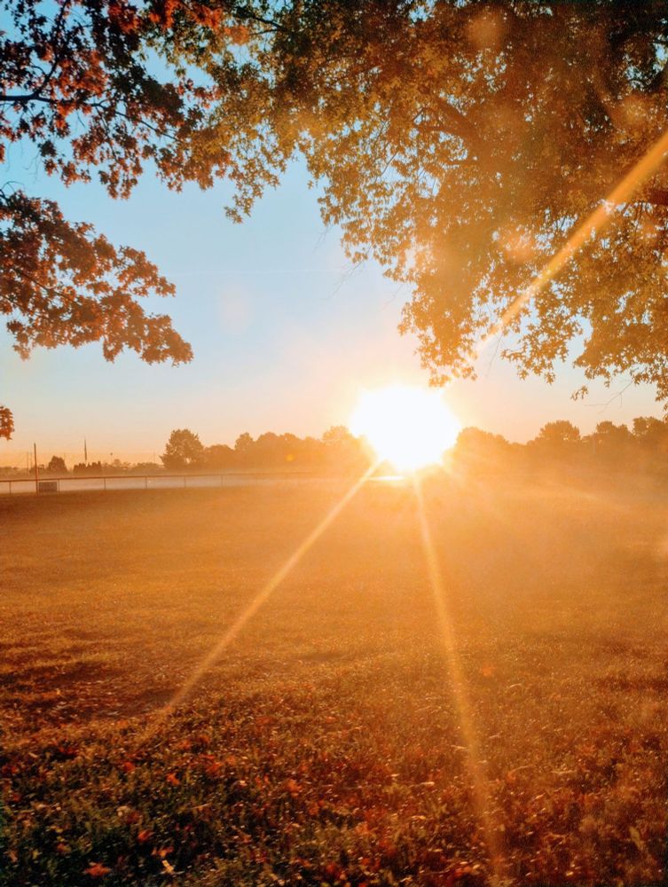 A tree with fall color and the sun rising in the horizon.