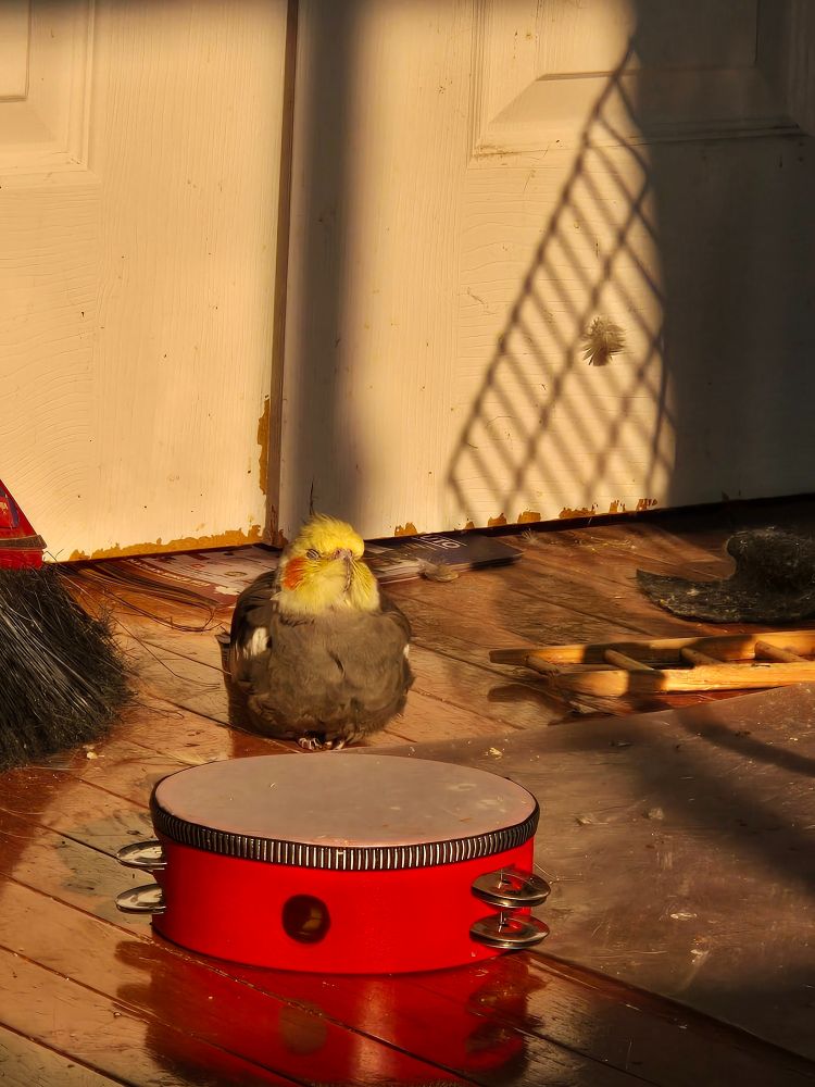 A small grey bird with yellow face sitting on floor in the sun with eyes closed

There is a small red tambourine in front of him and a broom barely visible behind him to the left of the picture 