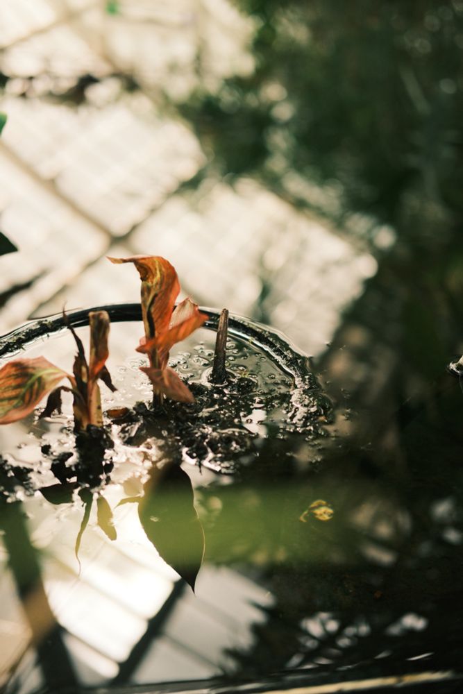 Leaves in a pond with a grid roof reflection in background 