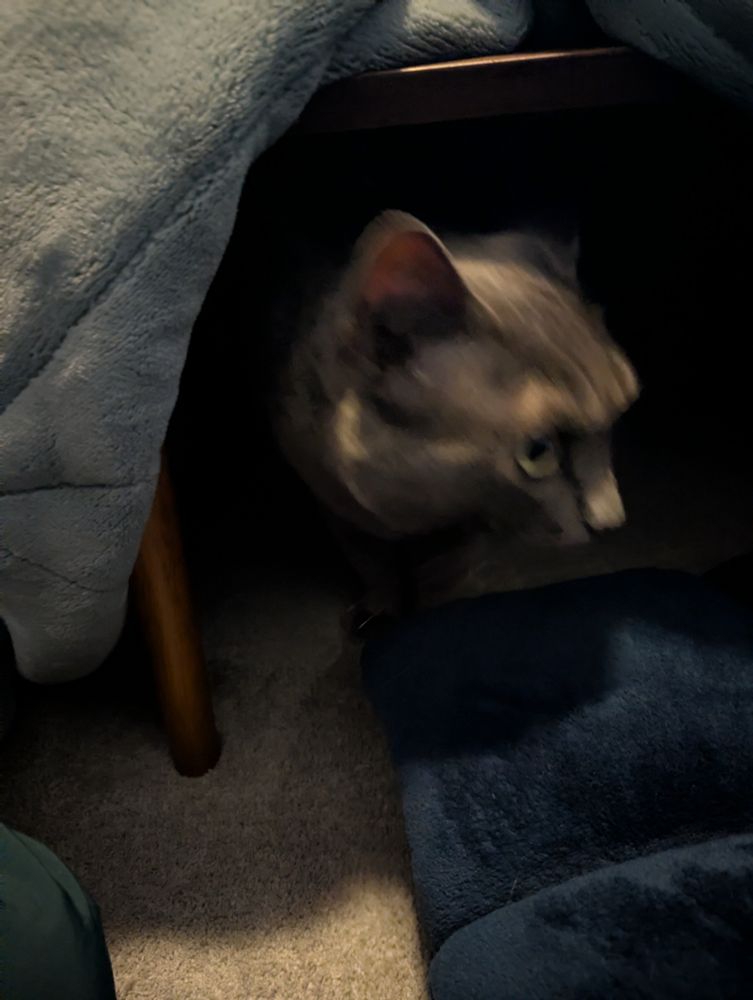 A grey cat is blurry as she pokes her head out from under where the blanket is lifted up from the kotatsu table