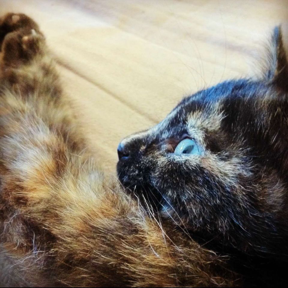 Picture of a tortoiseshell kitten with big eyes and paws outstretched in front of them.