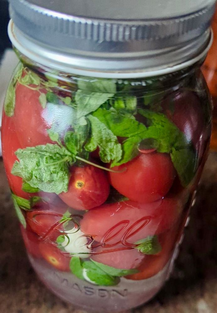 Picture of a Ball mason jar filled with fresh tomatoes, fresh basil, fresh garlic cloves, and brine.