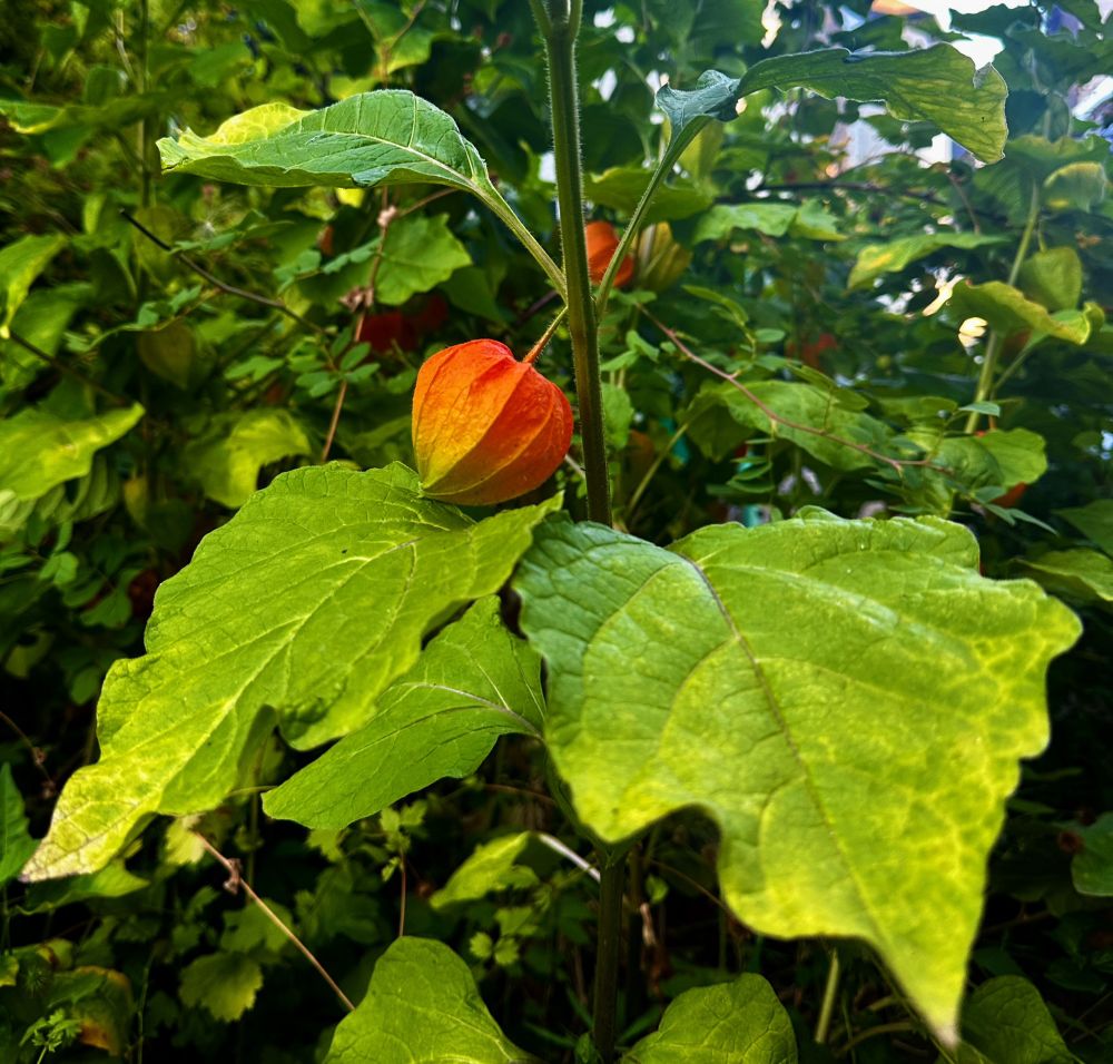 A Chinese Lantern plant growing among various plants including a patch of ground cherries.