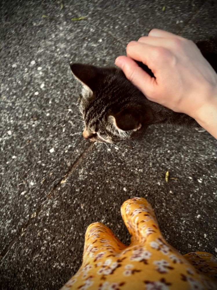 Picture of a hand petting a tabby cat. The bottom of a skirt is in the bottom of the frame.