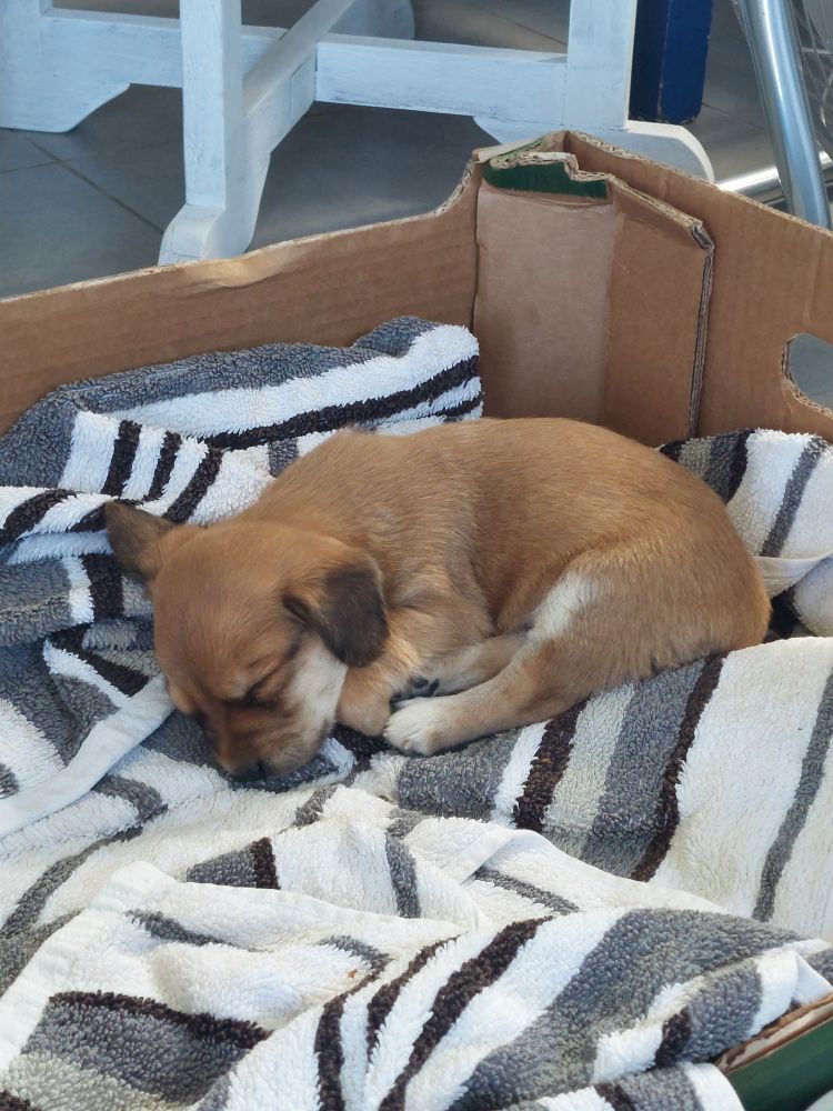 4 week old puppy asleep in a box with a towel as bedding 