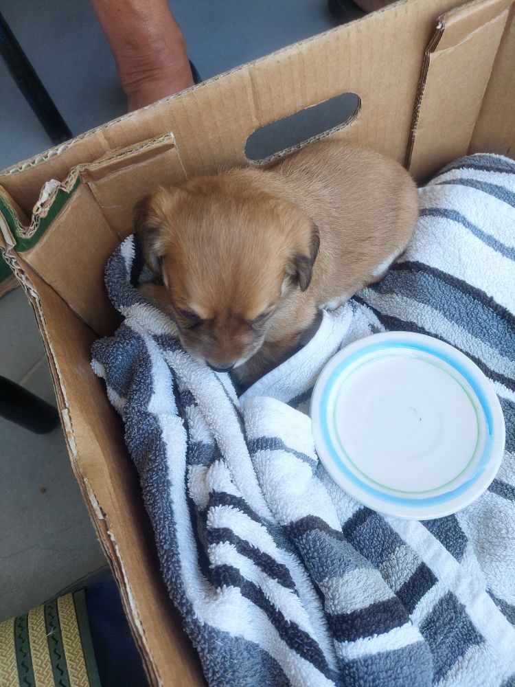 4 week old puppy in a box with a towel as bedding and a saucer of water