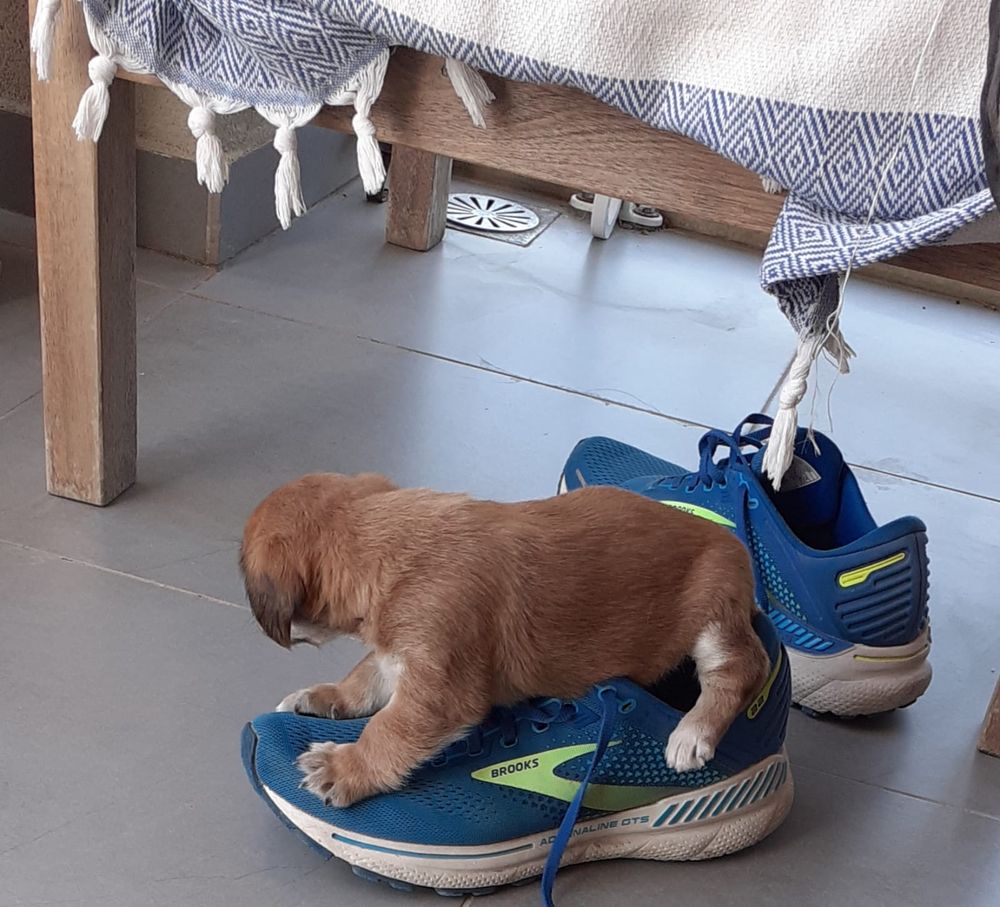 Small dog on a trainer