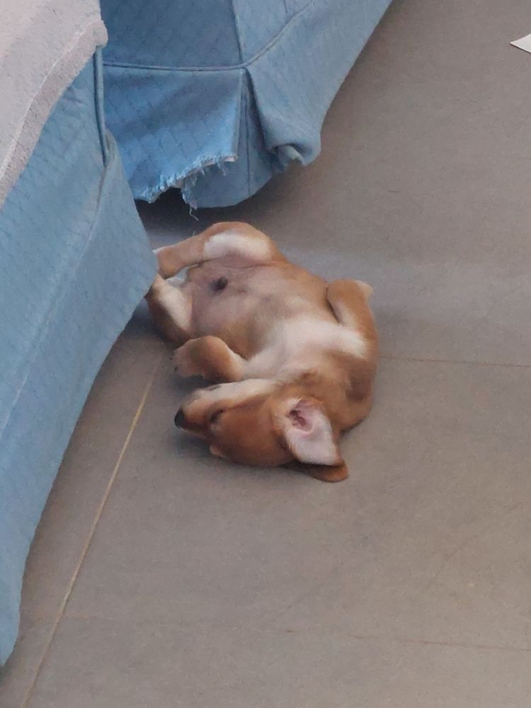Small puppy asleep lay on his back on the floor