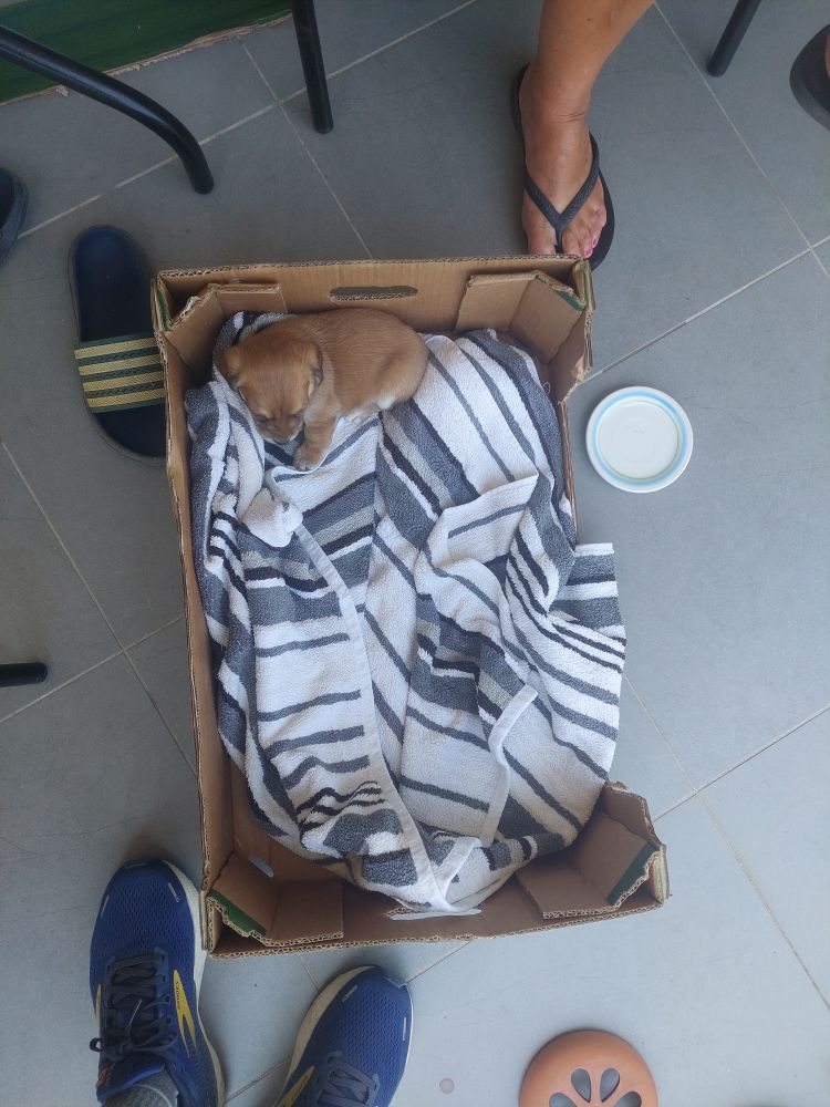 4 week old puppy in a box with a towel as bedding and a saucer of water
