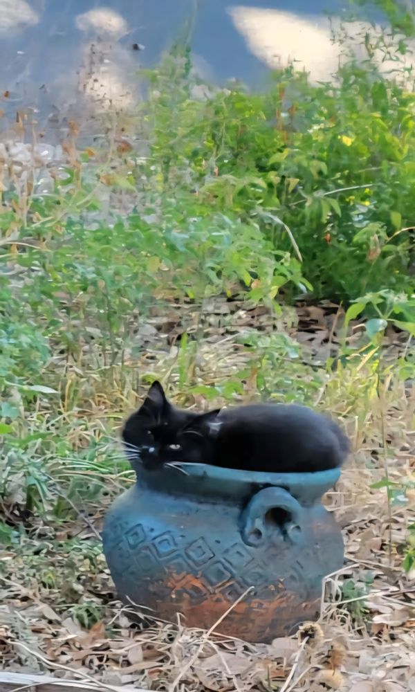 Mittens the Manx cat is curled up in an empty planter. 